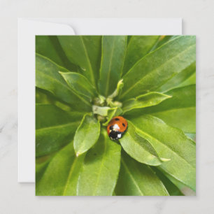 Ladybug
