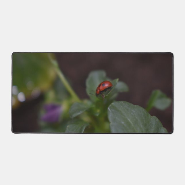 Ladybug (Recto)