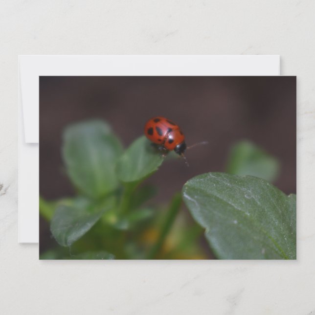 Ladybug (Devant)