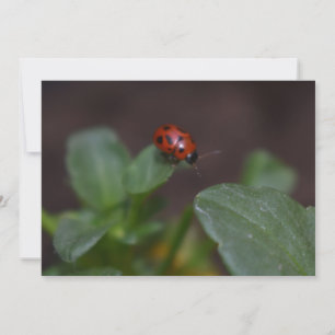 Ladybug