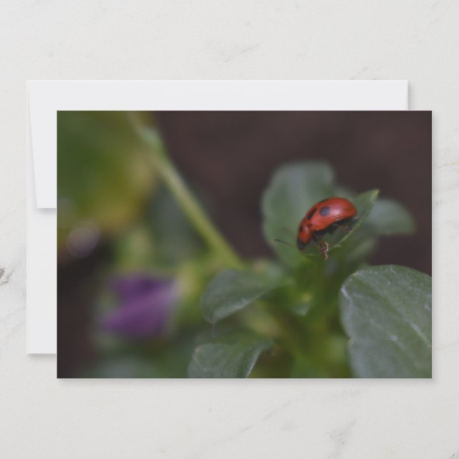 Ladybug (Devant)
