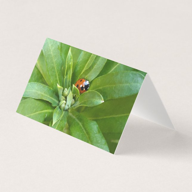Ladybug (Front)