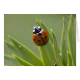Ladybug