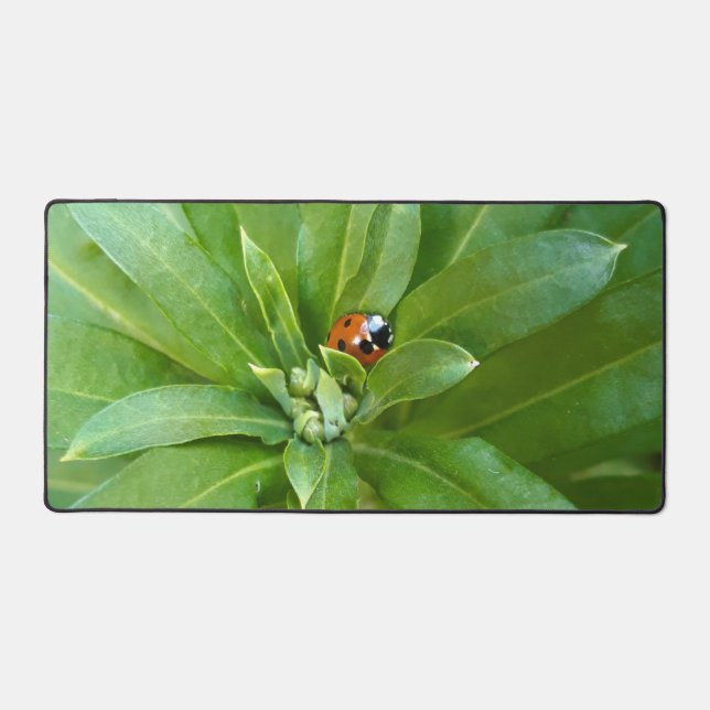 Ladybug (Recto)
