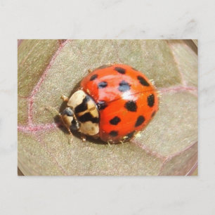 Ladybug 226 ~ carte postale