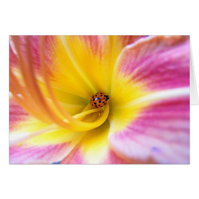 Ladybug à Lilly (Devant Horizontal)