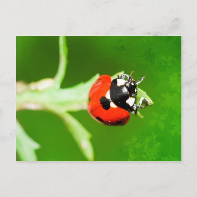 Ladybug avec carte postale feuille verte (Devant)