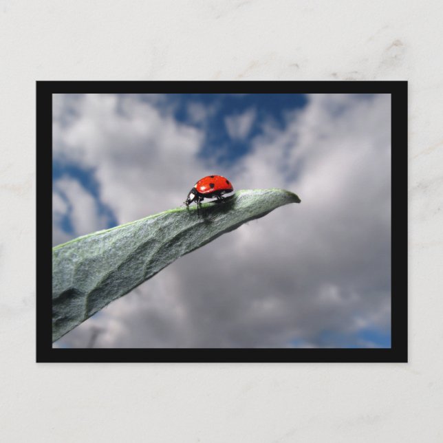 Ladybug calme avant la carte postale tempête (Devant)