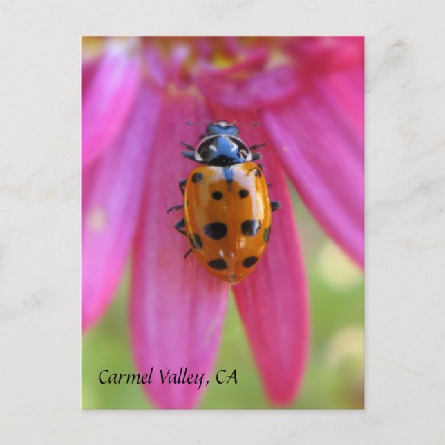 Ladybug Carmel Valley, CA Carte postale (Devant)