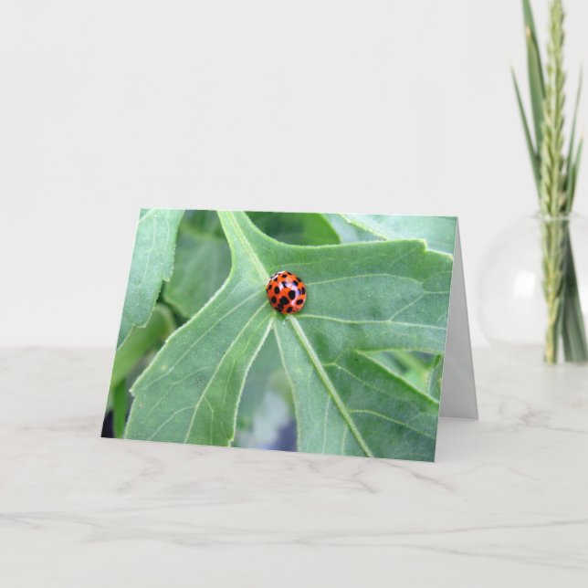 Ladybug - Carte de voeux (Devant)