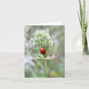 Ladybug et Fleur sauvage - Carte de voeux vierge