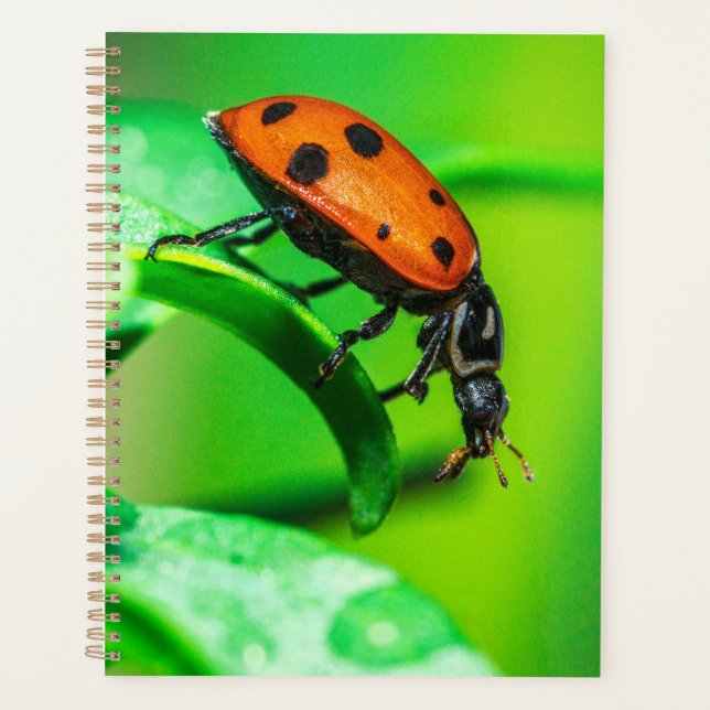 Ladybug Macro Planner Nature-Inspired Daily Notes (Devant)