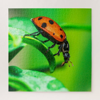 Ladybug Macro Puzzle | Colorful Nature Jigsaw