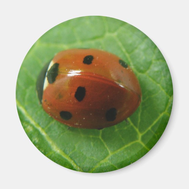 Ladybug Magnet (Devant)