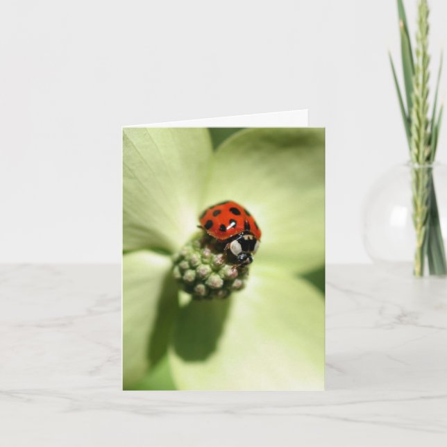 Ladybug On Dogwood Flower Photography  (Devant)