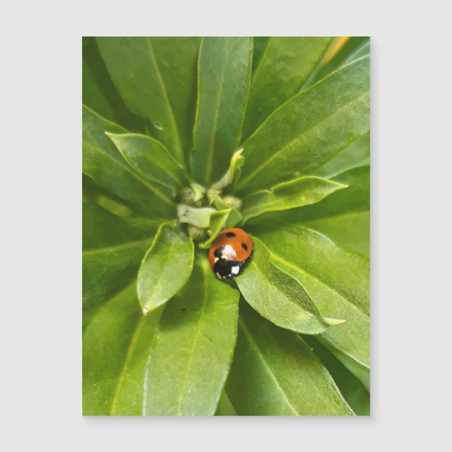 Ladybug on Flowers - Carte magnétique (Devant)