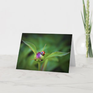 Ladybug On Peony, carte