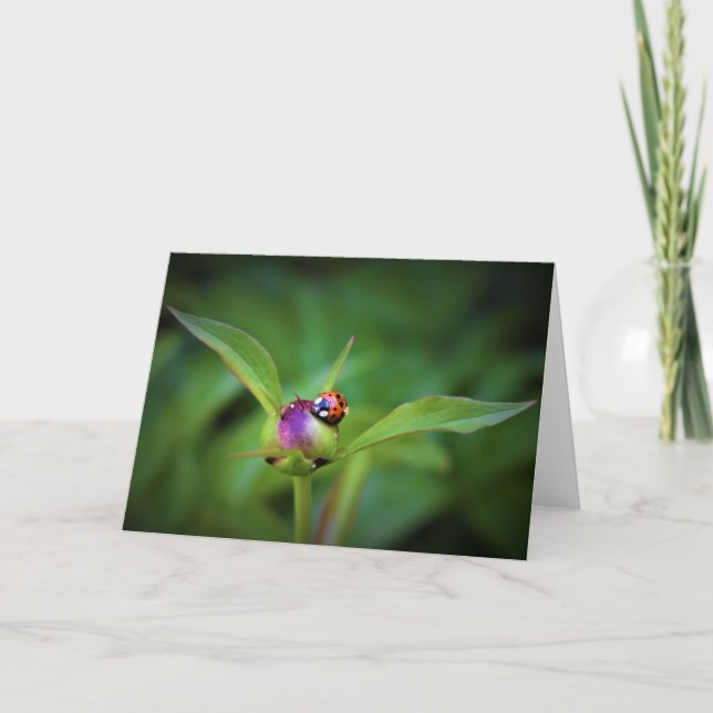 Ladybug On Peony, carte (Devant)