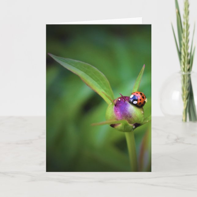 Ladybug On Peony, carte (Devant)