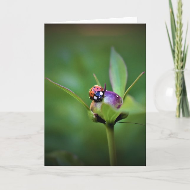 Ladybug On Peony, carte (Devant)