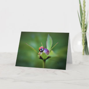 Ladybug On Peony, carte