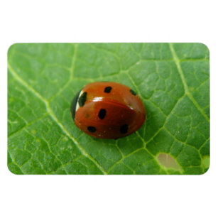 Ladybug Premium Magnet