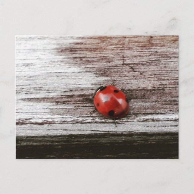 Ladybug sur carte postale en bois mouillé (Devant)