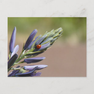 Ladybug sur do-it-yourself carte postale de fleurs