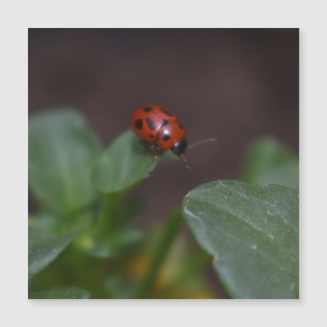 Ladybug sur la carte magnétique des fleurs (Devant)