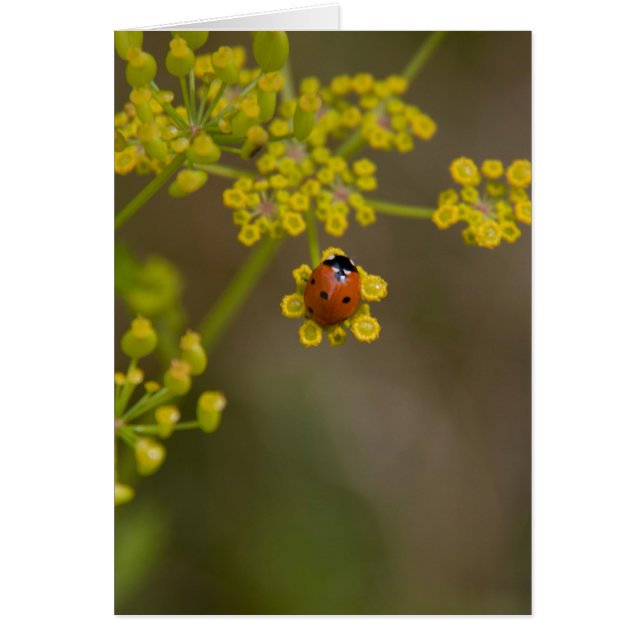 Ladybug sur la fleur jaune (Devant)
