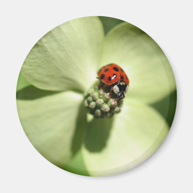 Ladybug Sur Le Dogwood Flower Magnet Nature (Devant)