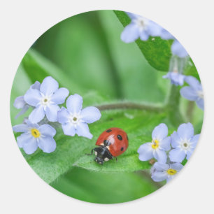 Ladybug sur les autocollants Forget-me-not