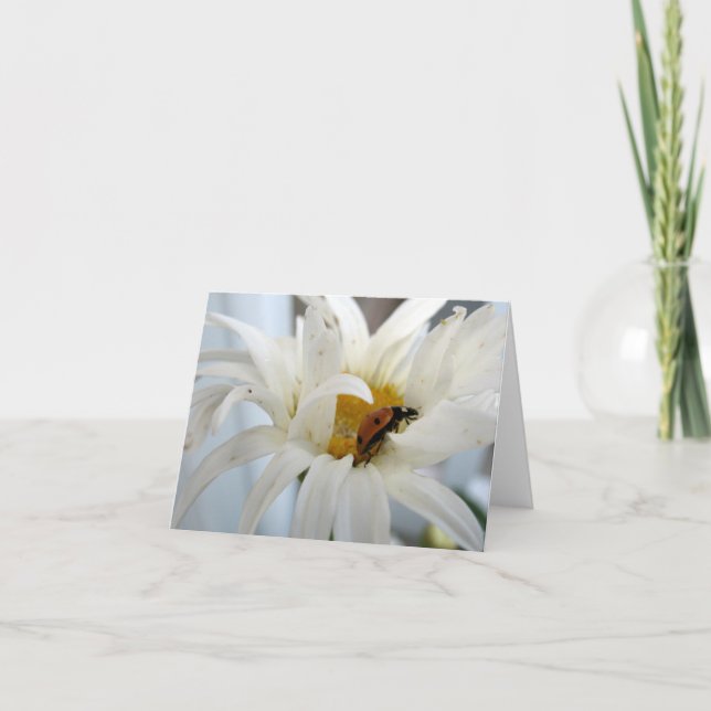 Ladybug sur une carte blanche de note Daisy (Devant)