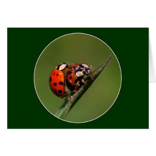 Ladybugs En Amour