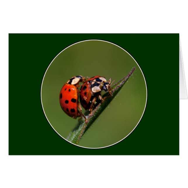 Ladybugs En Amour (Devant horizontal)