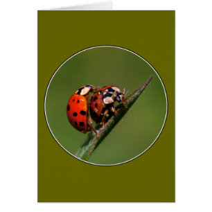 Ladybugs En Amour