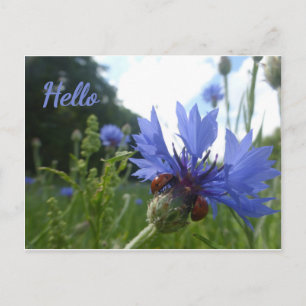 Ladybugs Réunion sur Cornflower HELLO Carte postal