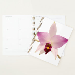 Laelia Ancep