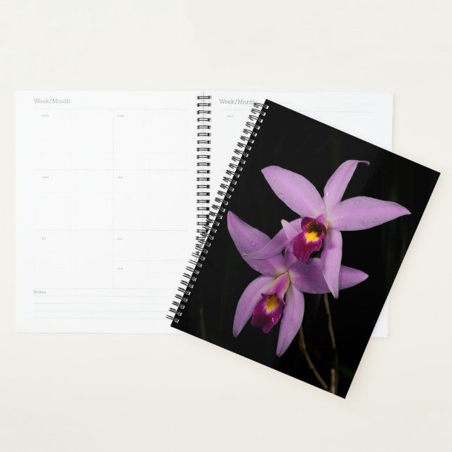 Laelia Anceps (Devant avec enveloppe)