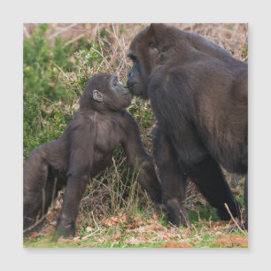 L'affection de Gorilla Baby pour maman