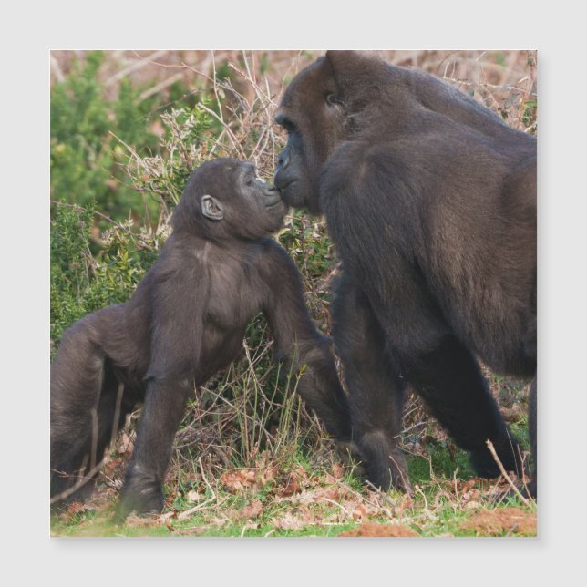 L'affection de Gorilla Baby pour maman (Devant)