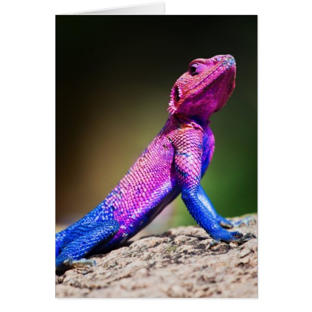 L'Agama à tête plate de Mwanza sur le rocher (Devant)