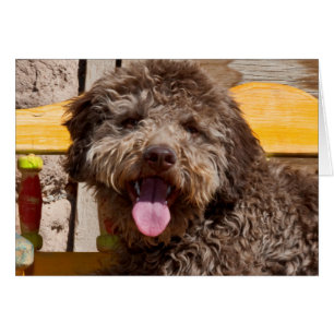 Lagotto Romagnolo Allongé Sur Un Banc En Bois
