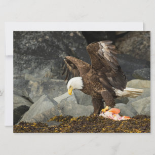 L'aigle chauve ultime