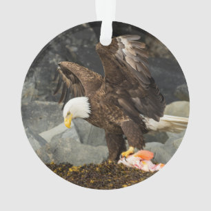 L'aigle chauve ultime