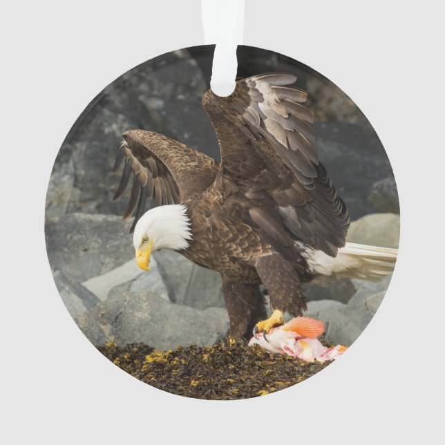 L'aigle chauve ultime (dos)