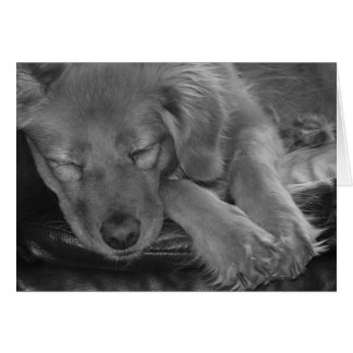 Laisse Dormir Les Chiens Mentir !