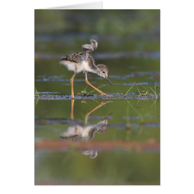 Laisse-moi voir tes ailes (Devant)