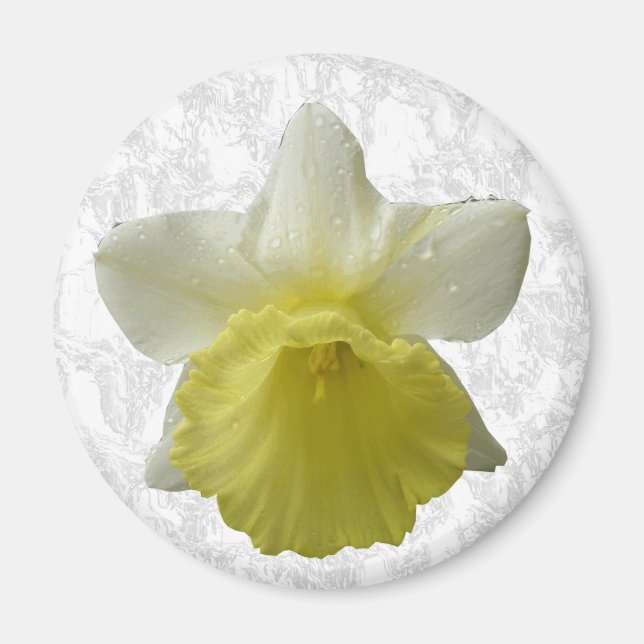 Laisser Daffodil Magnet (Devant)