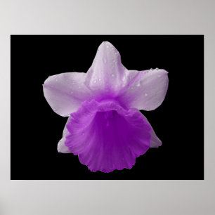 Laisser Daffodil Purple Impression